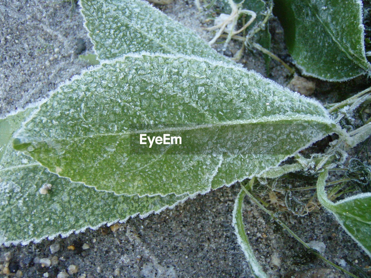 CLOSE-UP OF WATER ON LEAVES