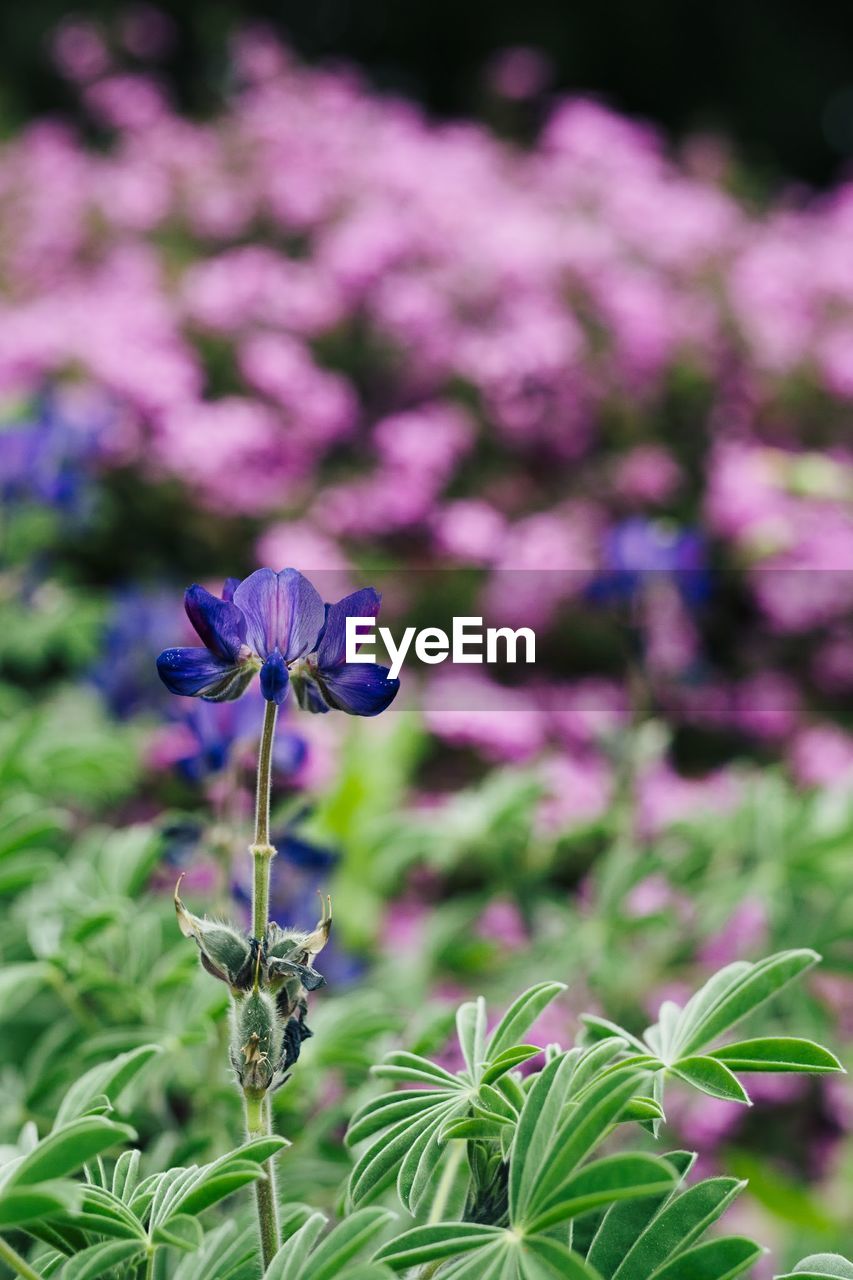 Close-up of purple flowering plant