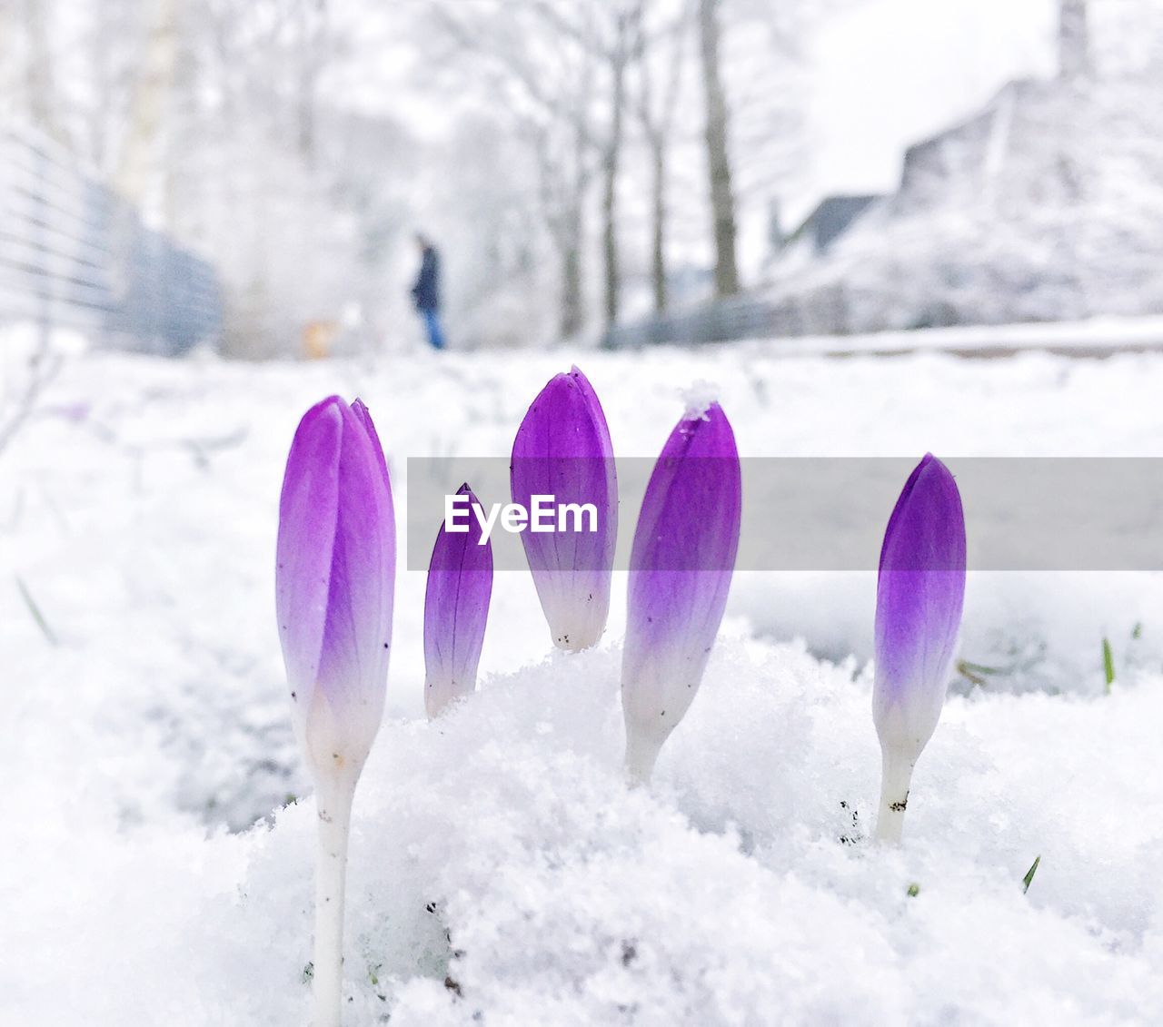 Close-up of purple flower buds in snow