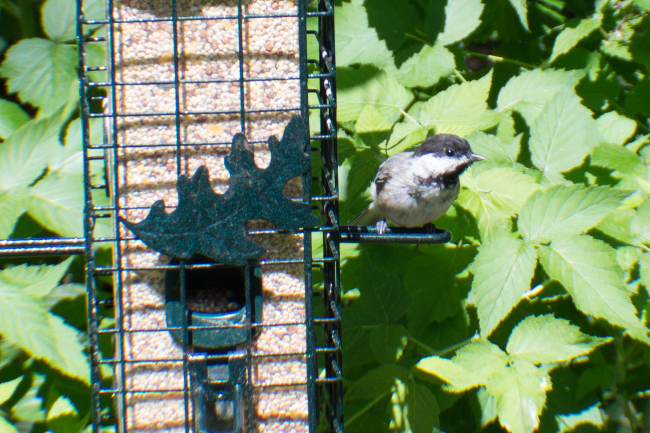 CLOSE-UP OF BIRD PERCHING ON LEAF