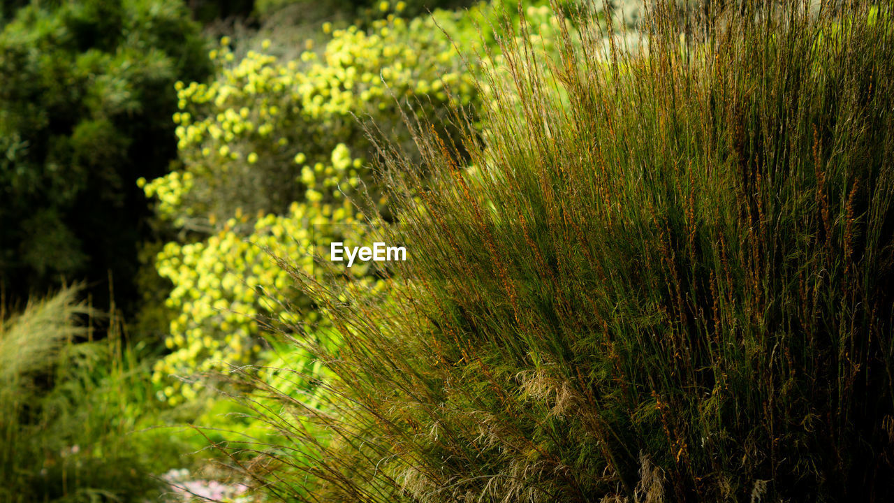 CLOSE-UP OF GRASS