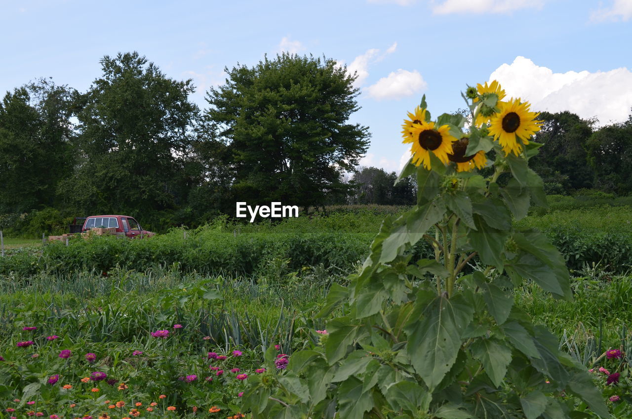 YELLOW FLOWERS ON FIELD