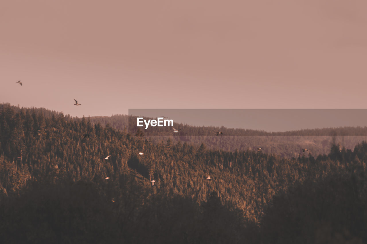 SCENIC VIEW OF FIELD AGAINST CLEAR SKY