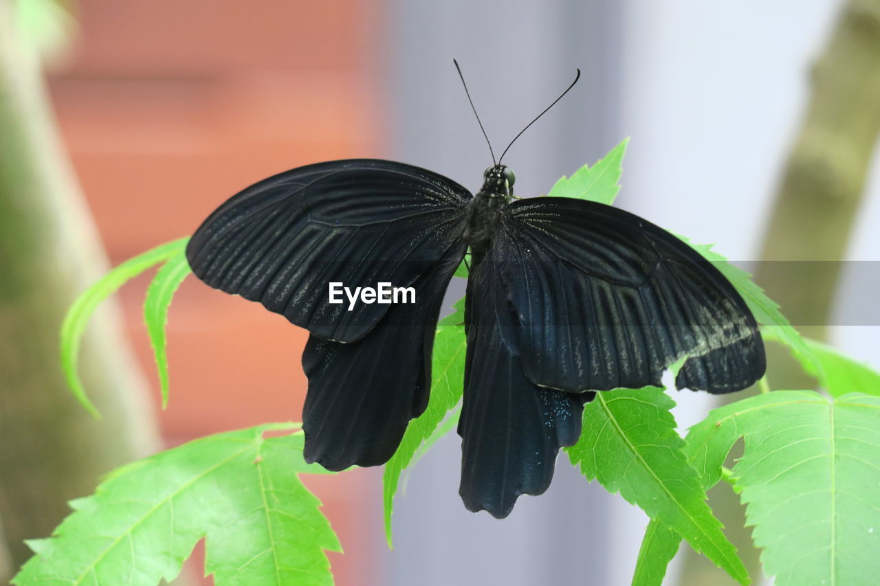 Close-up of butterfly on leaf