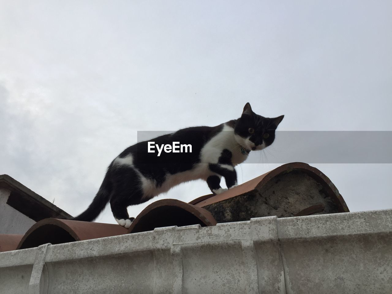 LOW ANGLE VIEW OF A CAT LOOKING AWAY