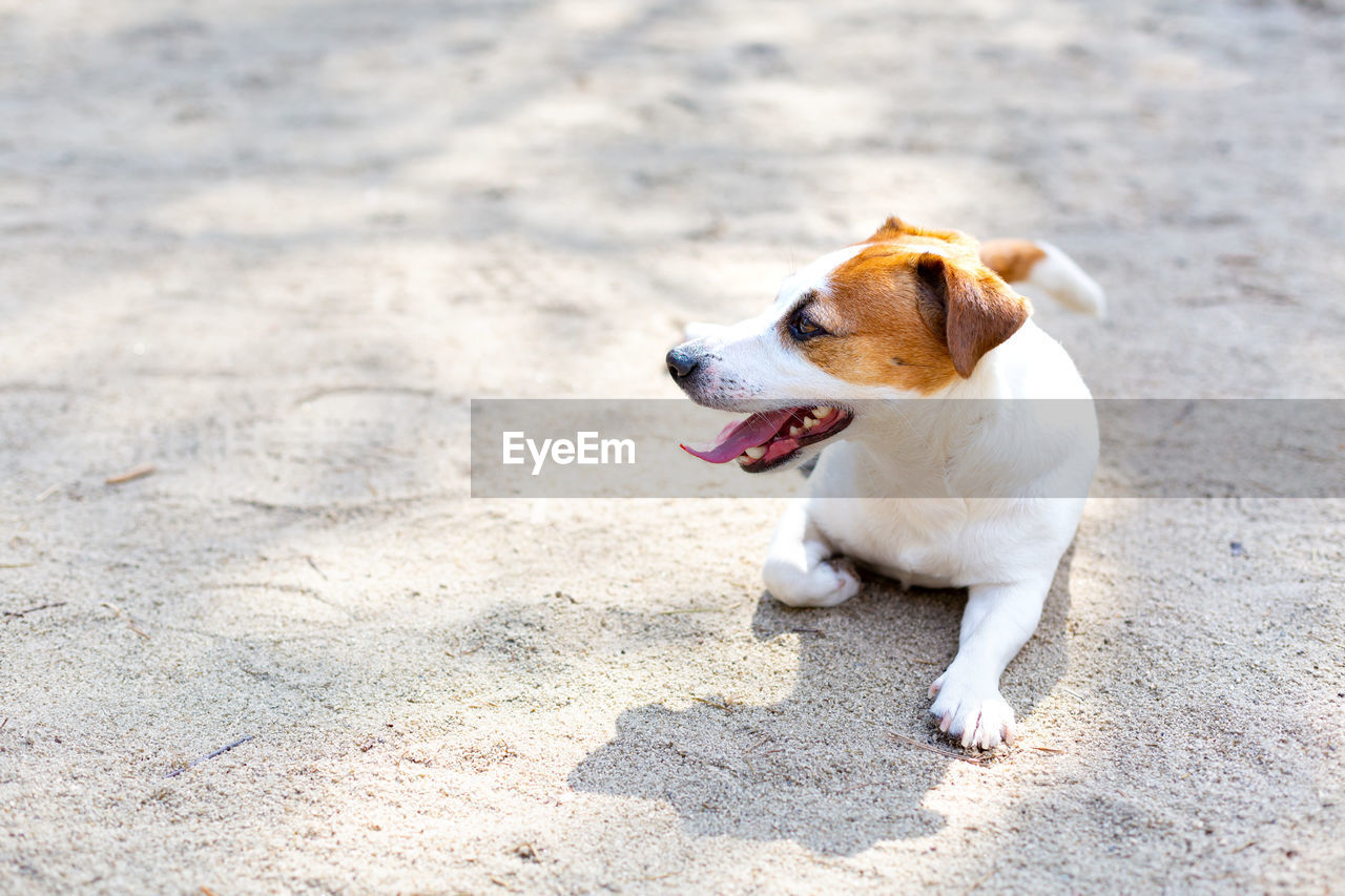 A jack russell terrier dog lying on the sand with his tongue out on a hot summer day. 