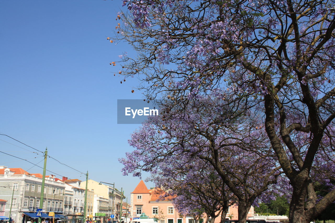 LOW ANGLE VIEW OF CHERRY BLOSSOM TREE AGAINST BUILDINGS