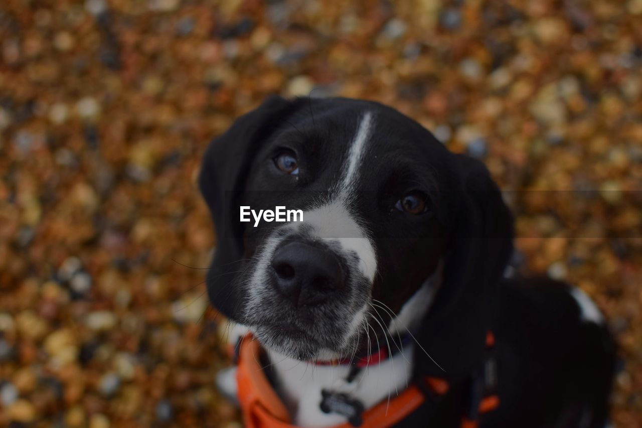 Close-up portrait of dog