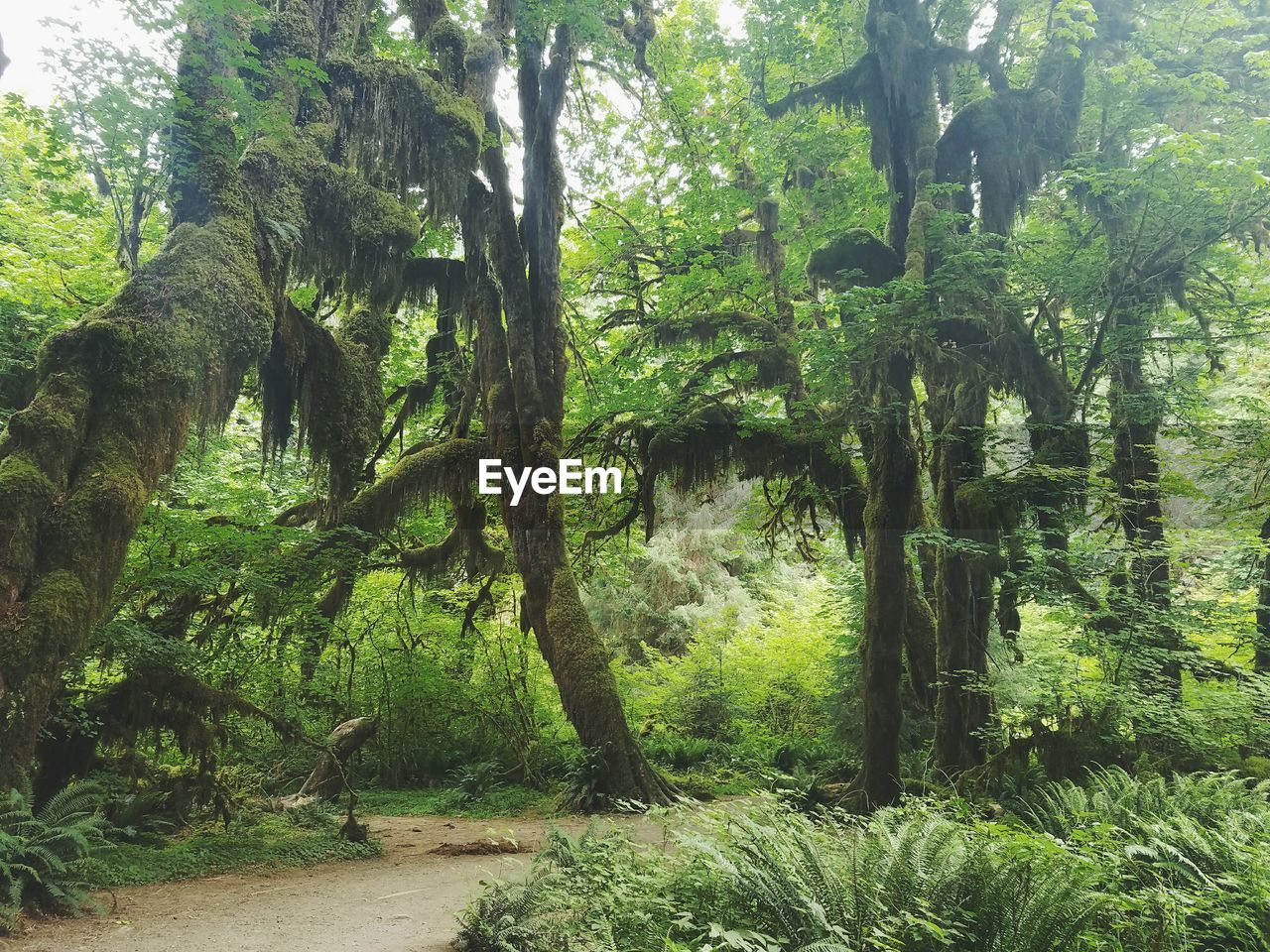 Trees in forest