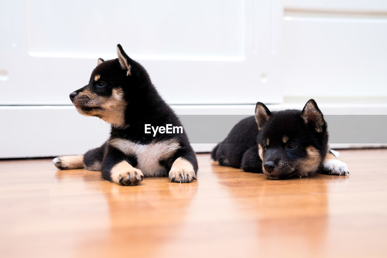 Shiba inu puppy. japanese shiba inu dog. beautiful shiba inu puppy color black and tan. 35 day old.