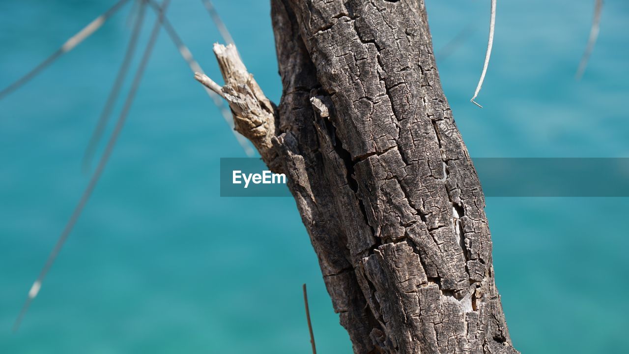 CLOSE-UP OF TREE BARK
