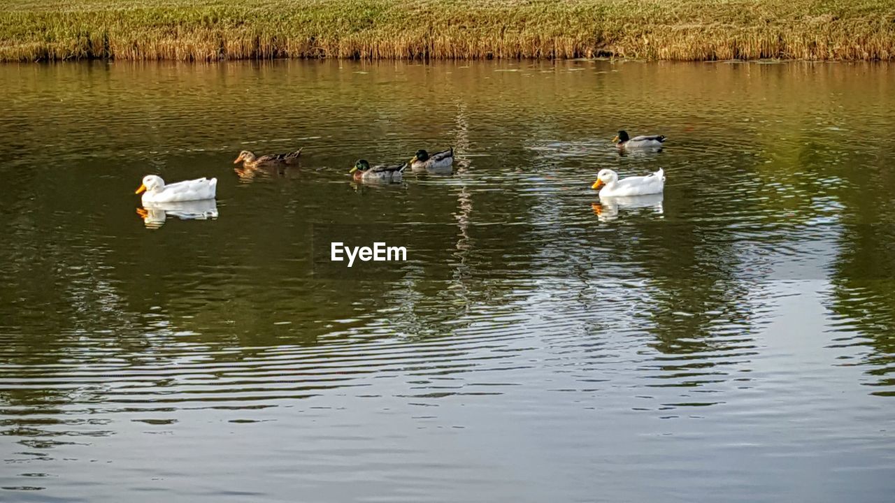 SWANS AND DUCKS IN LAKE