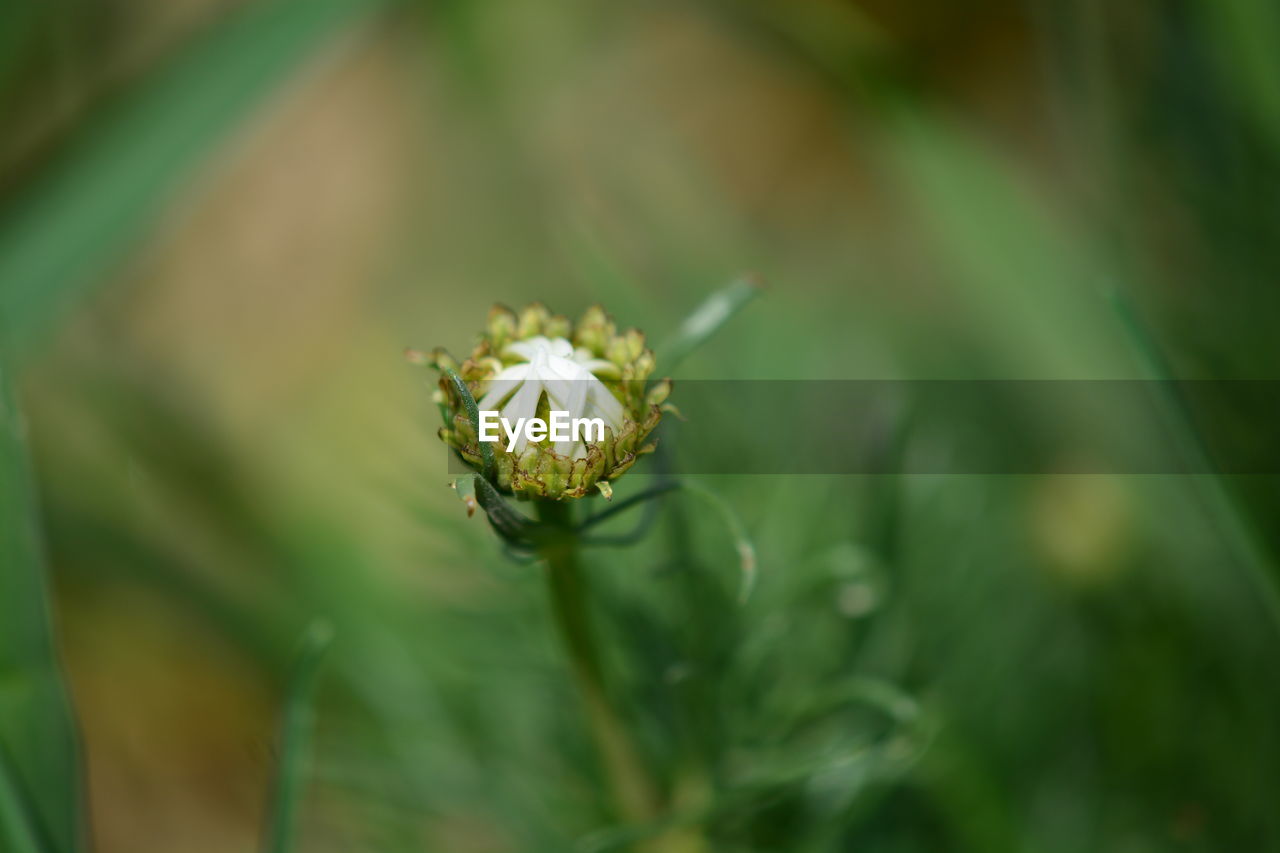 Close-up of yellow flowering plant