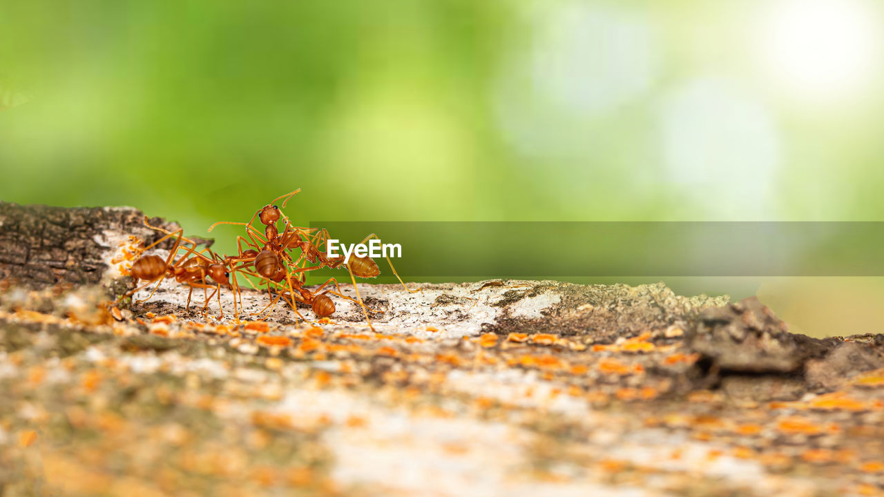 Fire ant on branch in nature ,selection focus only on some points in the image.