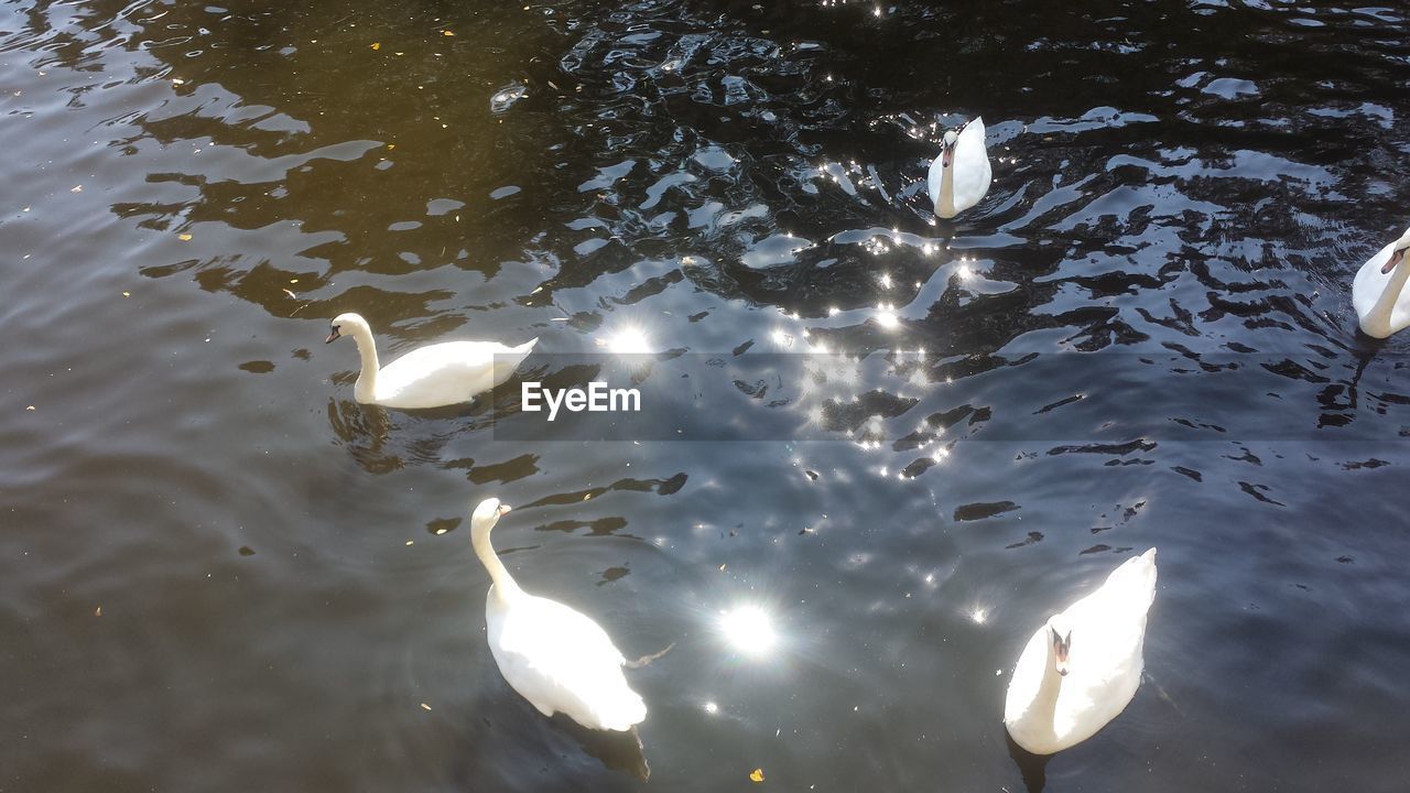 Close-up of swans in lake