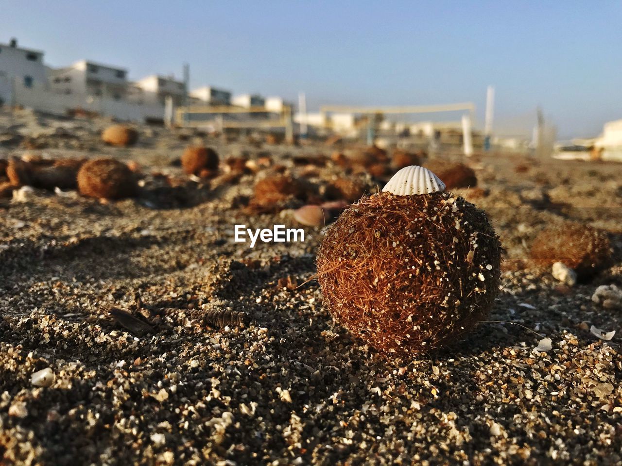 Close-up of plant and seashell at beach