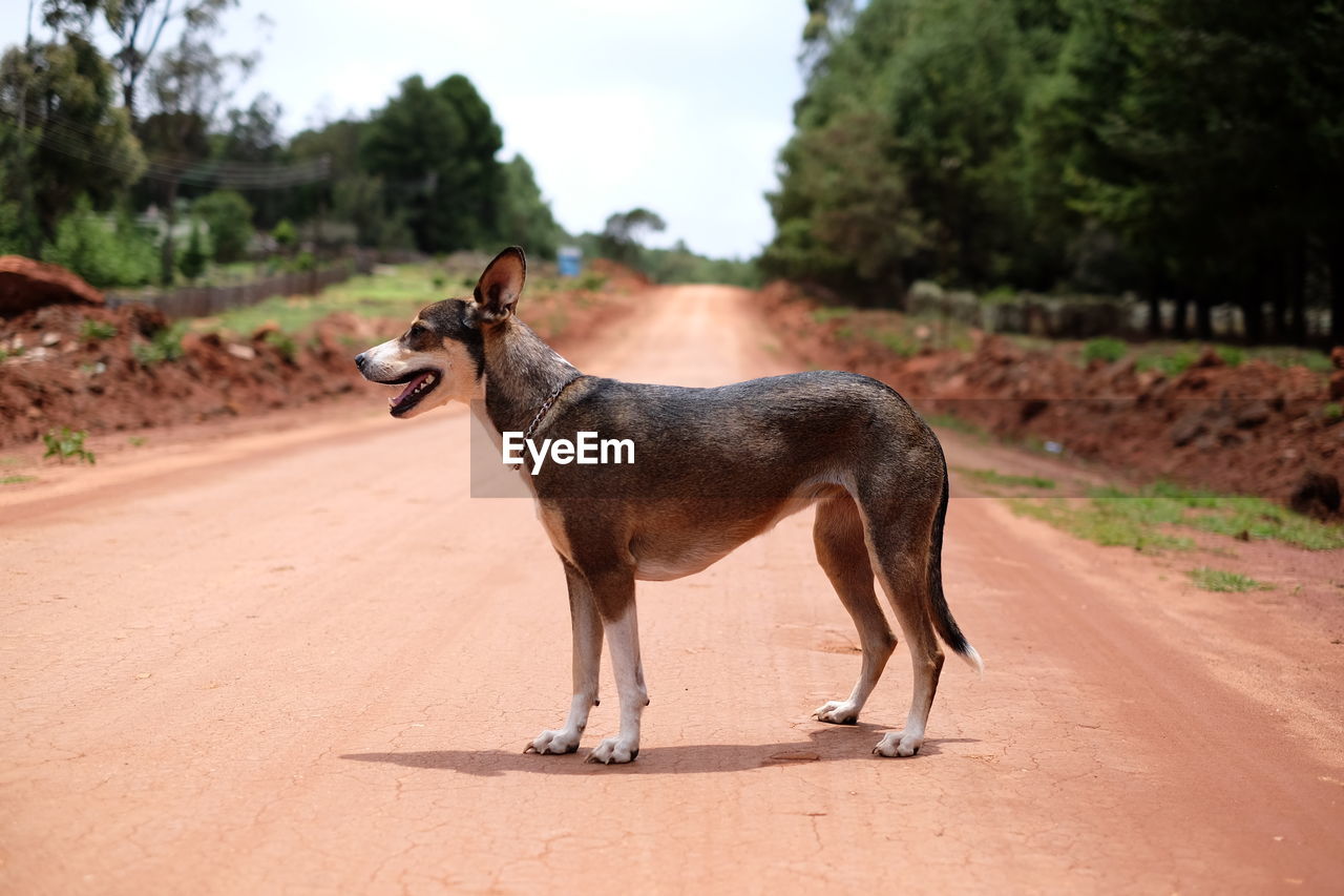 Dog standing on dirt road against sky