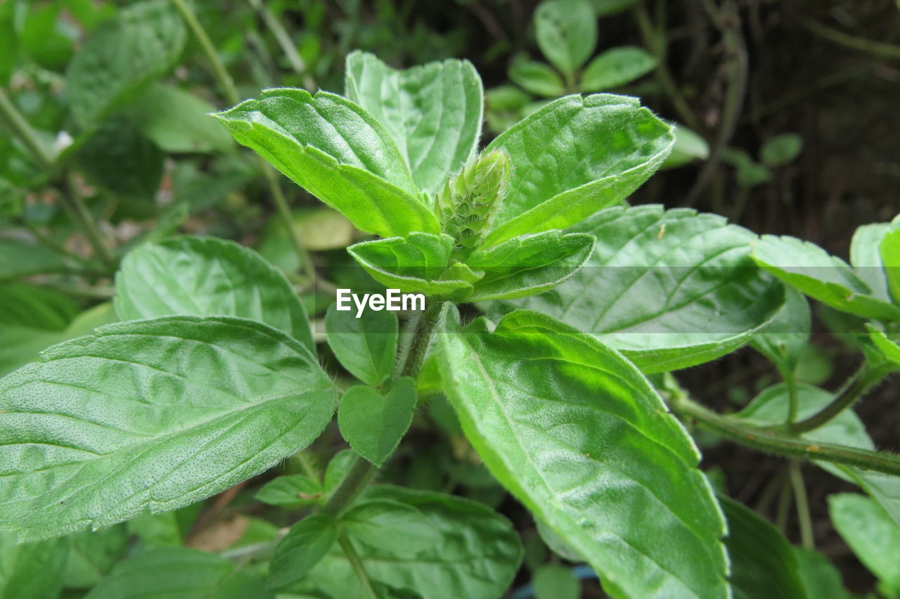 HIGH ANGLE VIEW OF GREEN LEAVES IN PLANT