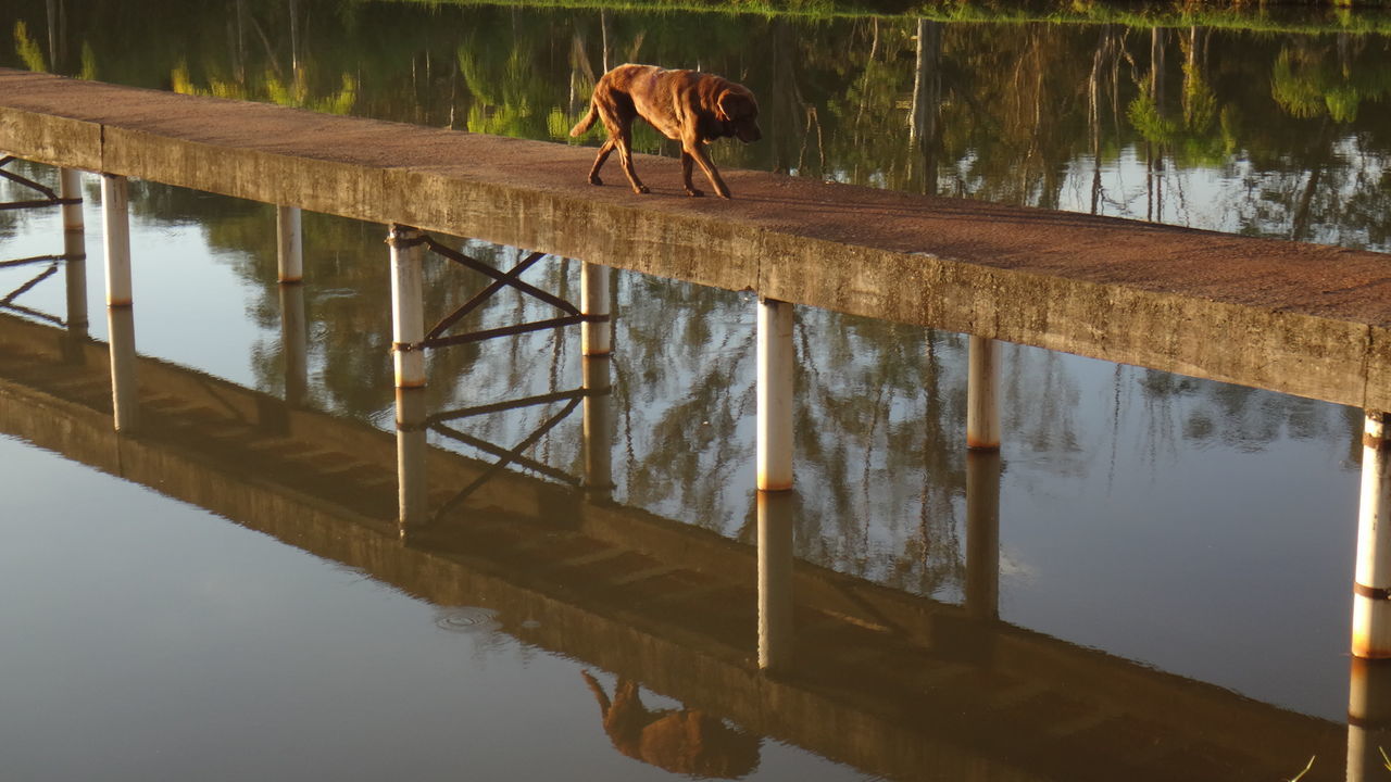 Dog walking on footbridge