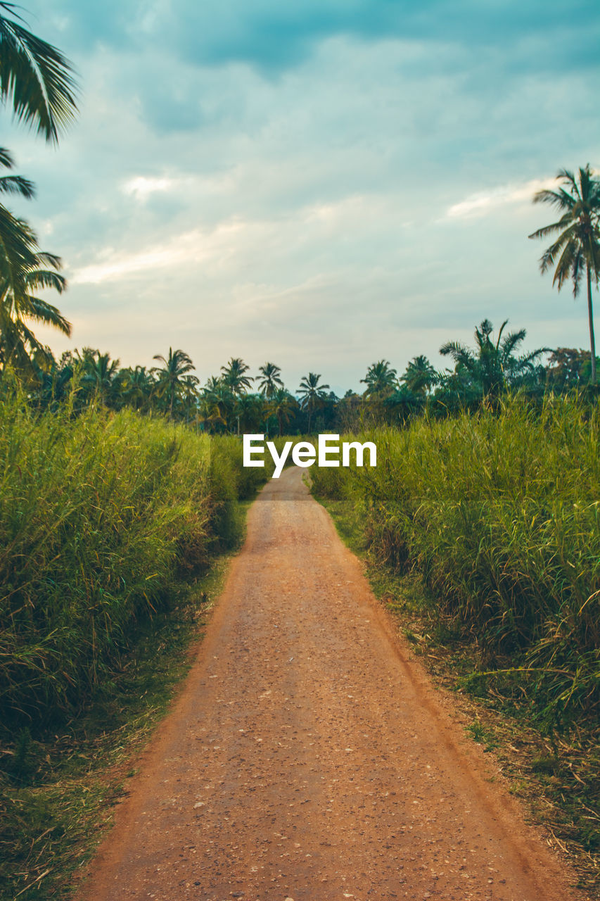 DIRT ROAD ALONG PLANTS AND TREES AGAINST SKY