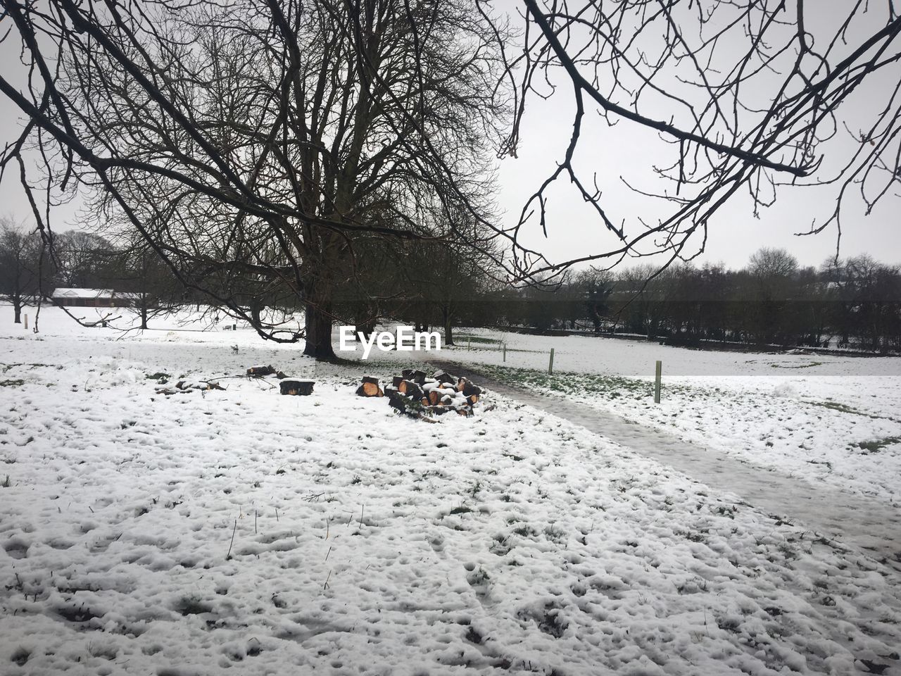 TREES ON SNOW FIELD AGAINST SKY