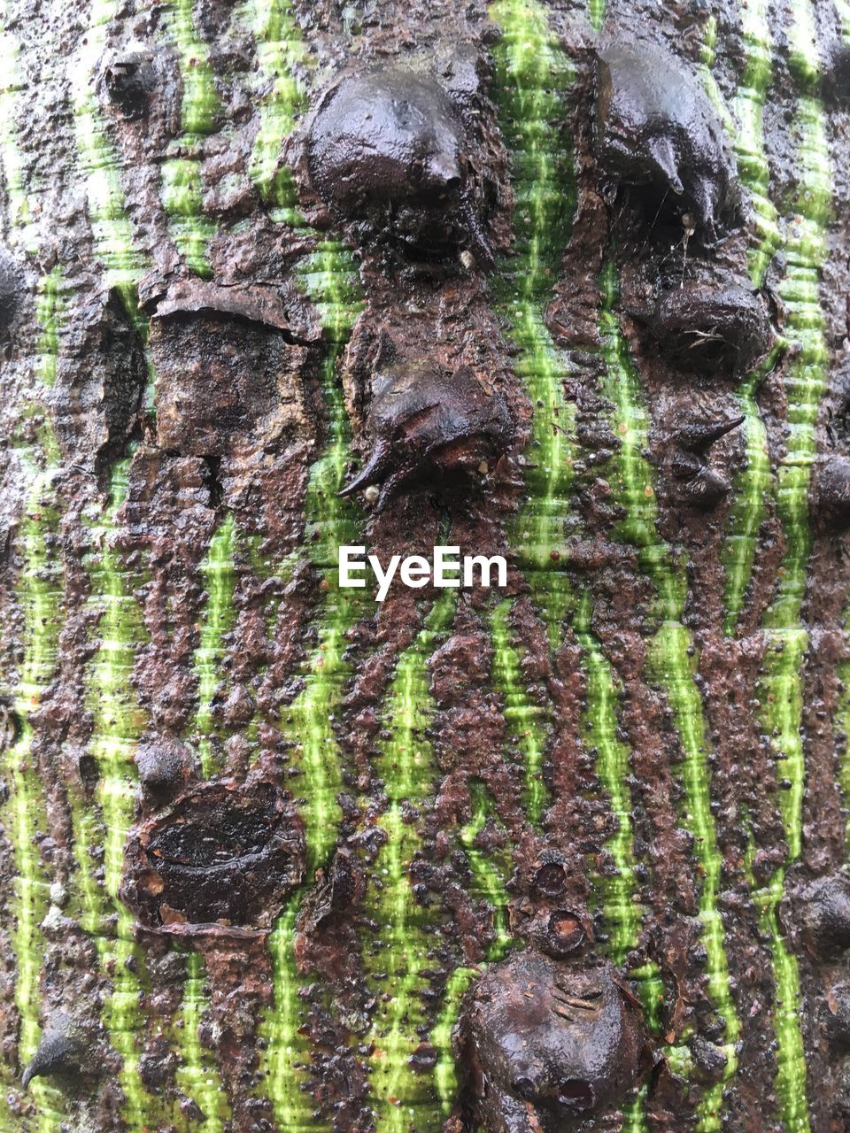 Full frame shot of tree trunk