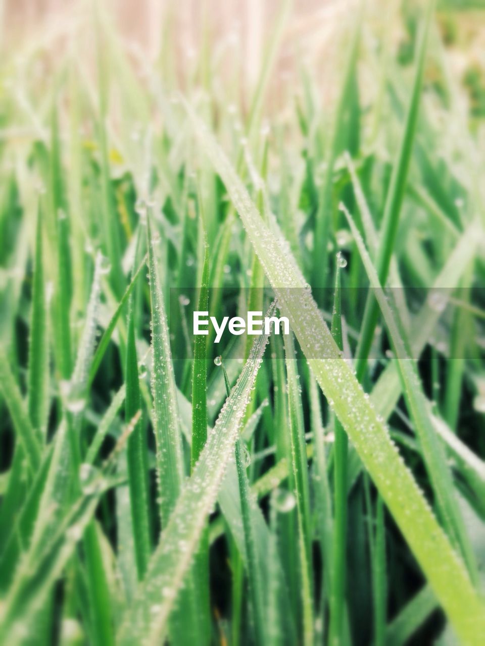 Close-up of dew droplets on grass