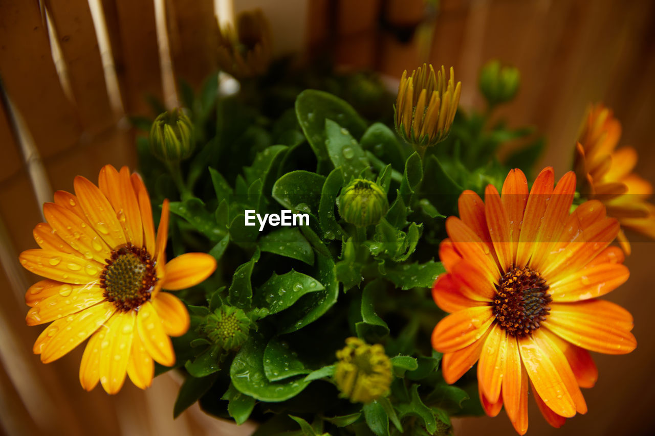yellow, flower, flowering plant, freshness, plant, floristry, beauty in nature, nature, flower head, floral design, macro photography, growth, bouquet, close-up, calendula, inflorescence, petal, no people, orange color, multi colored, fragility, food and drink, food, green, leaf, plant part, outdoors, sunflower, daisy, vegetable, vibrant color, focus on foreground