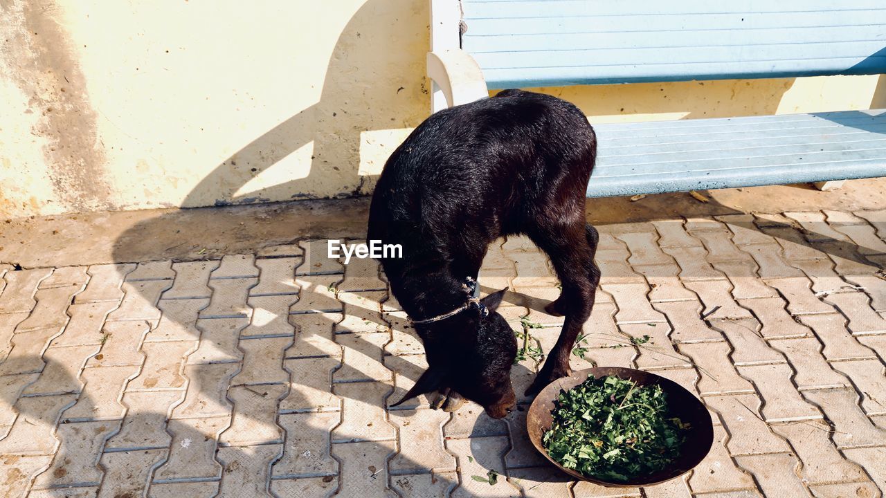 HIGH ANGLE VIEW OF A BLACK CAT