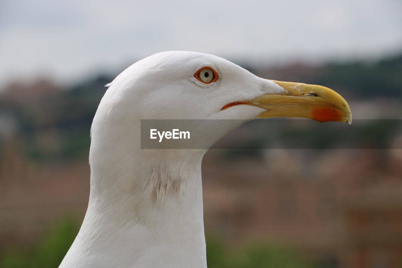 CLOSE-UP OF SEAGULL AGAINST BLURRED BACKGROUND