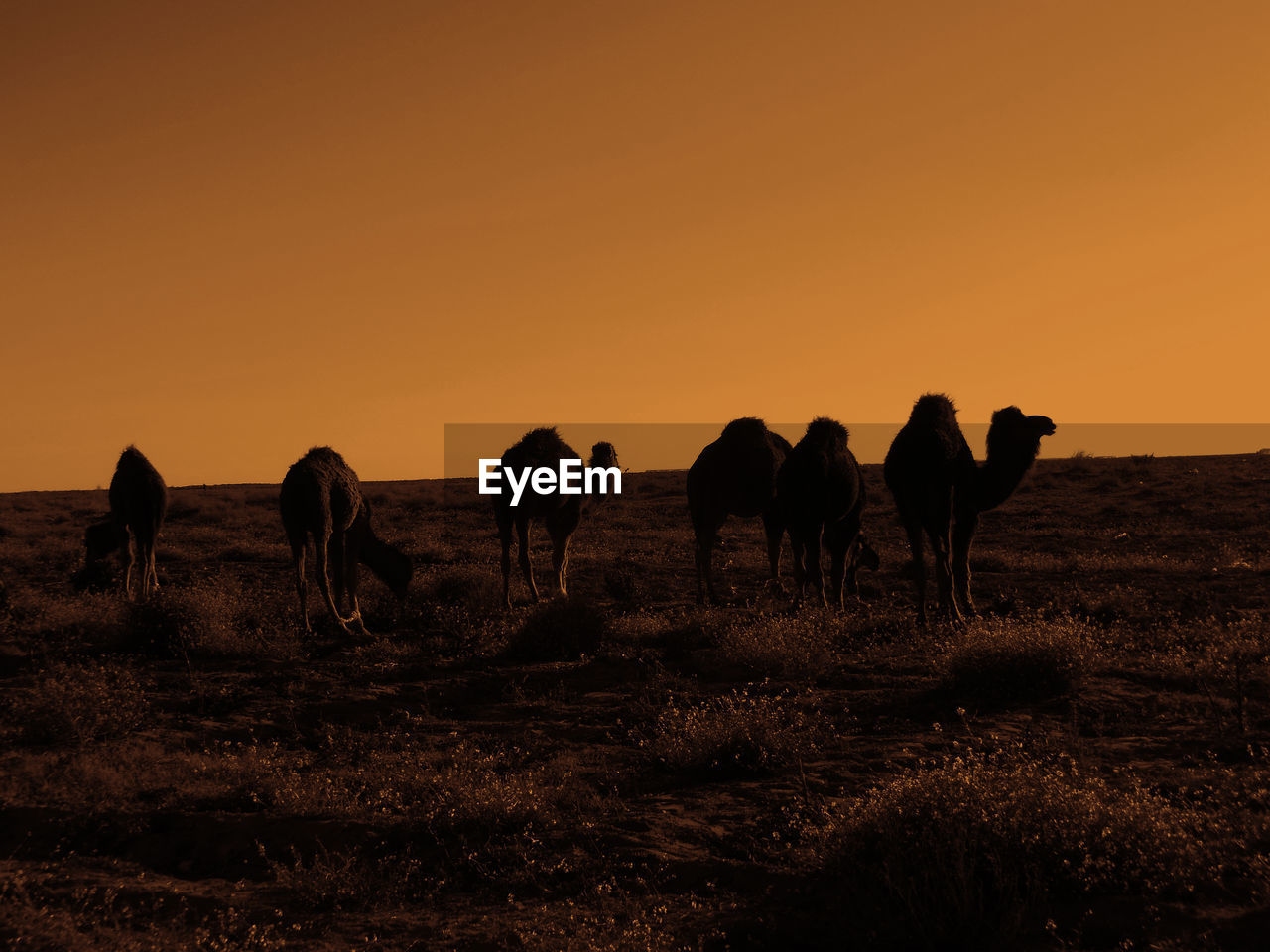 Camels on field against clear sky during sunset