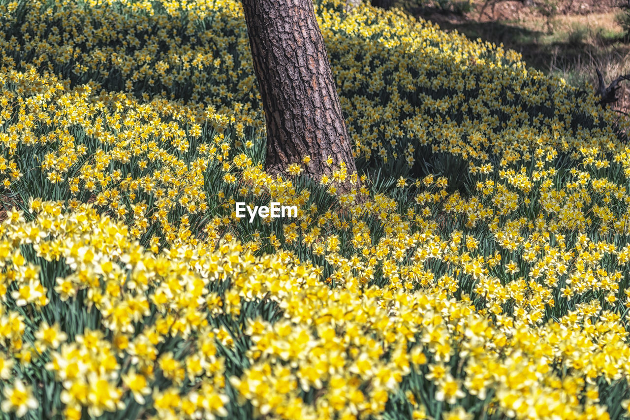 plant, yellow, growth, flower, flowering plant, beauty in nature, field, land, freshness, nature, day, no people, landscape, fragility, tranquility, rural scene, sunlight, agriculture, abundance, outdoors, scenics - nature, wildflower, tranquil scene, meadow, springtime, high angle view, oilseed rape, tree, environment, flower head, crop