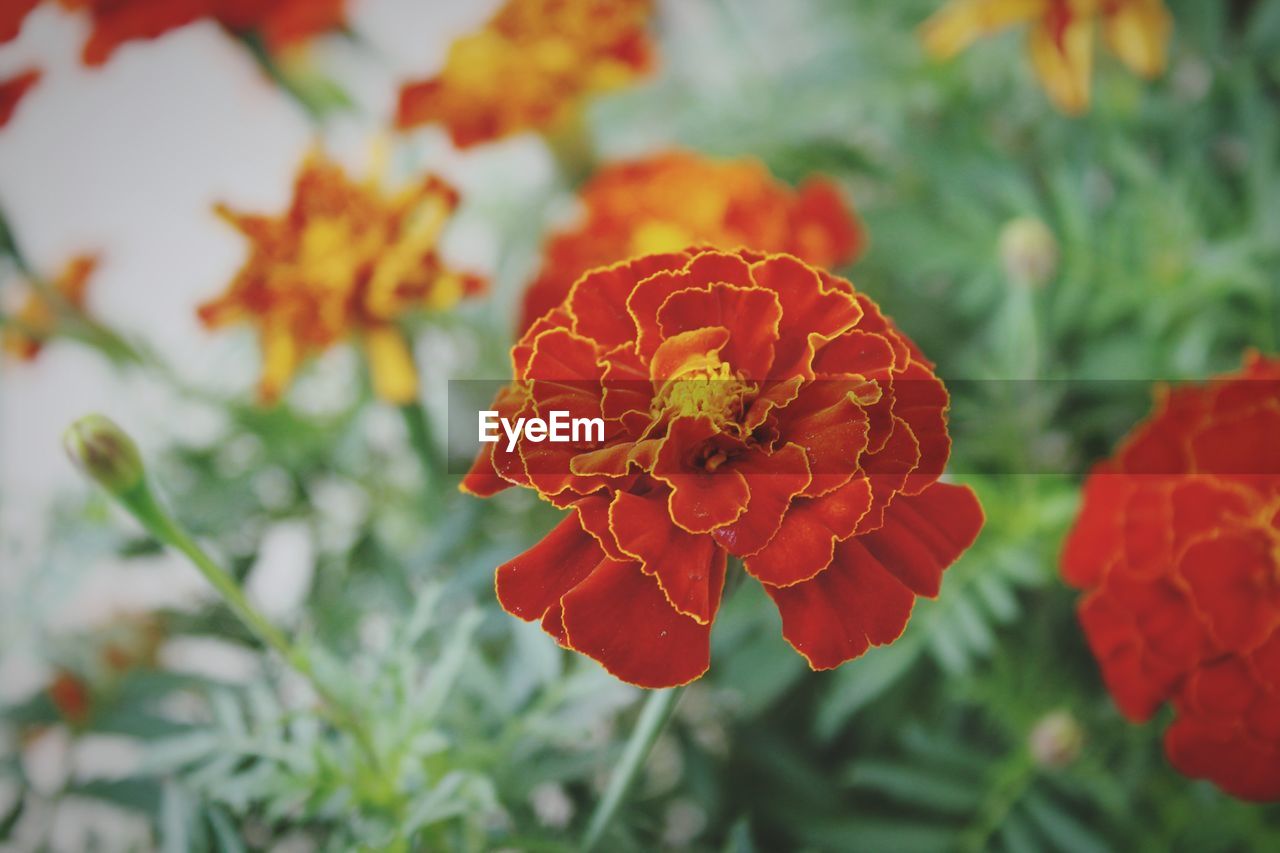 Close-up of red marigold flower