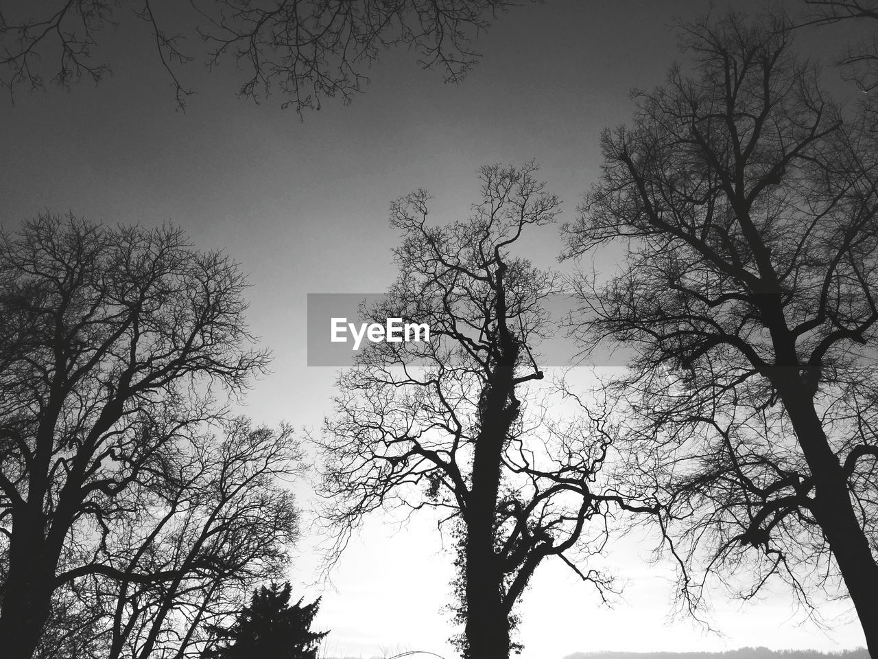 LOW ANGLE VIEW OF BARE TREES AGAINST SKY