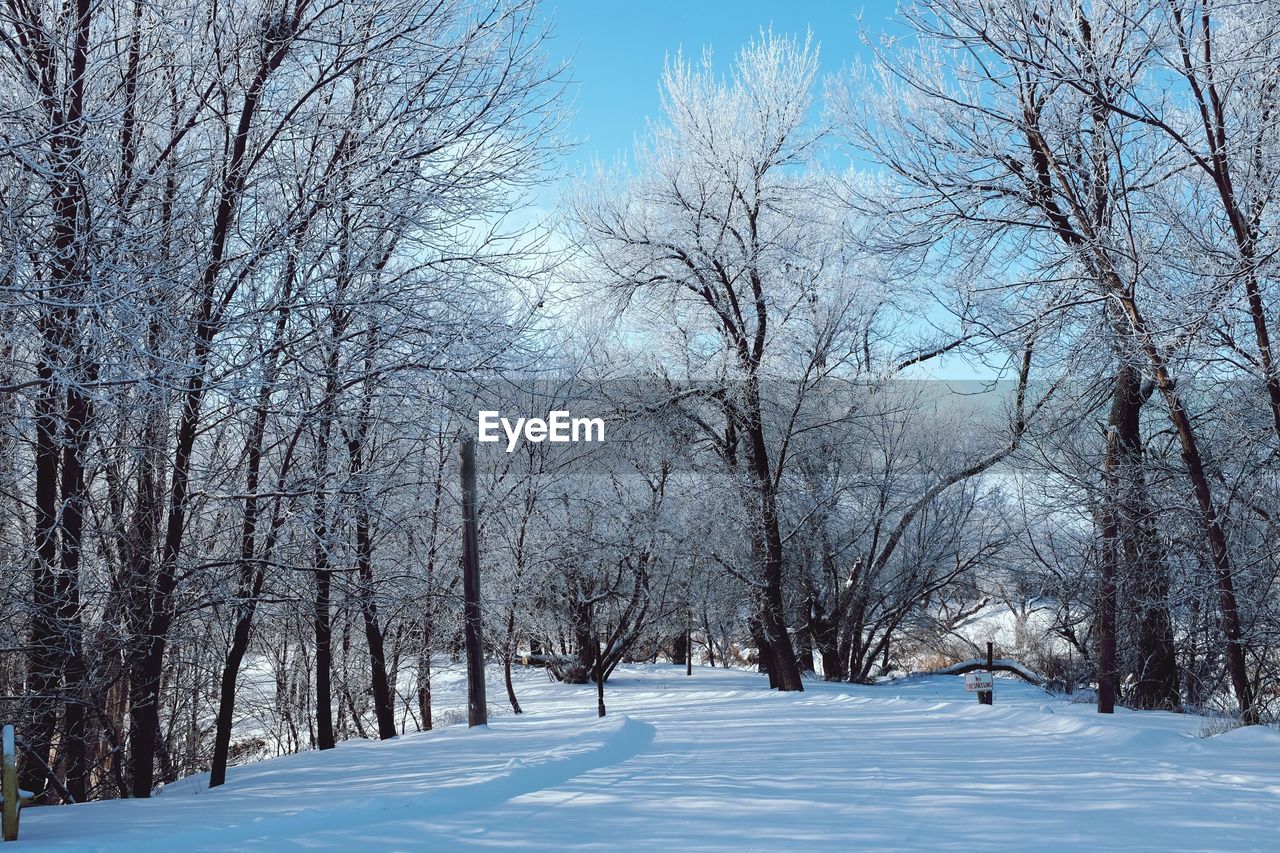 Snow covered road by bare trees