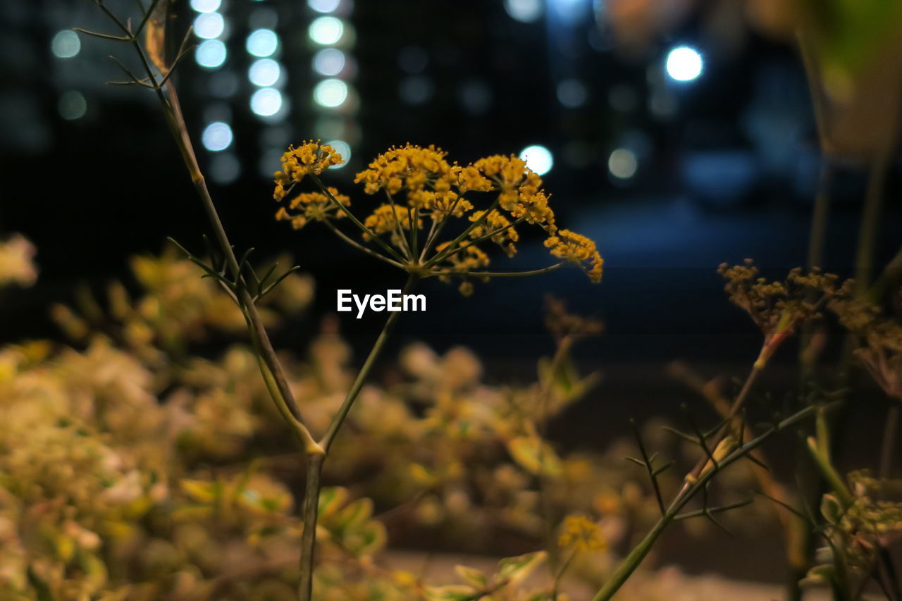 Close-up of yellow flowers blooming in garden