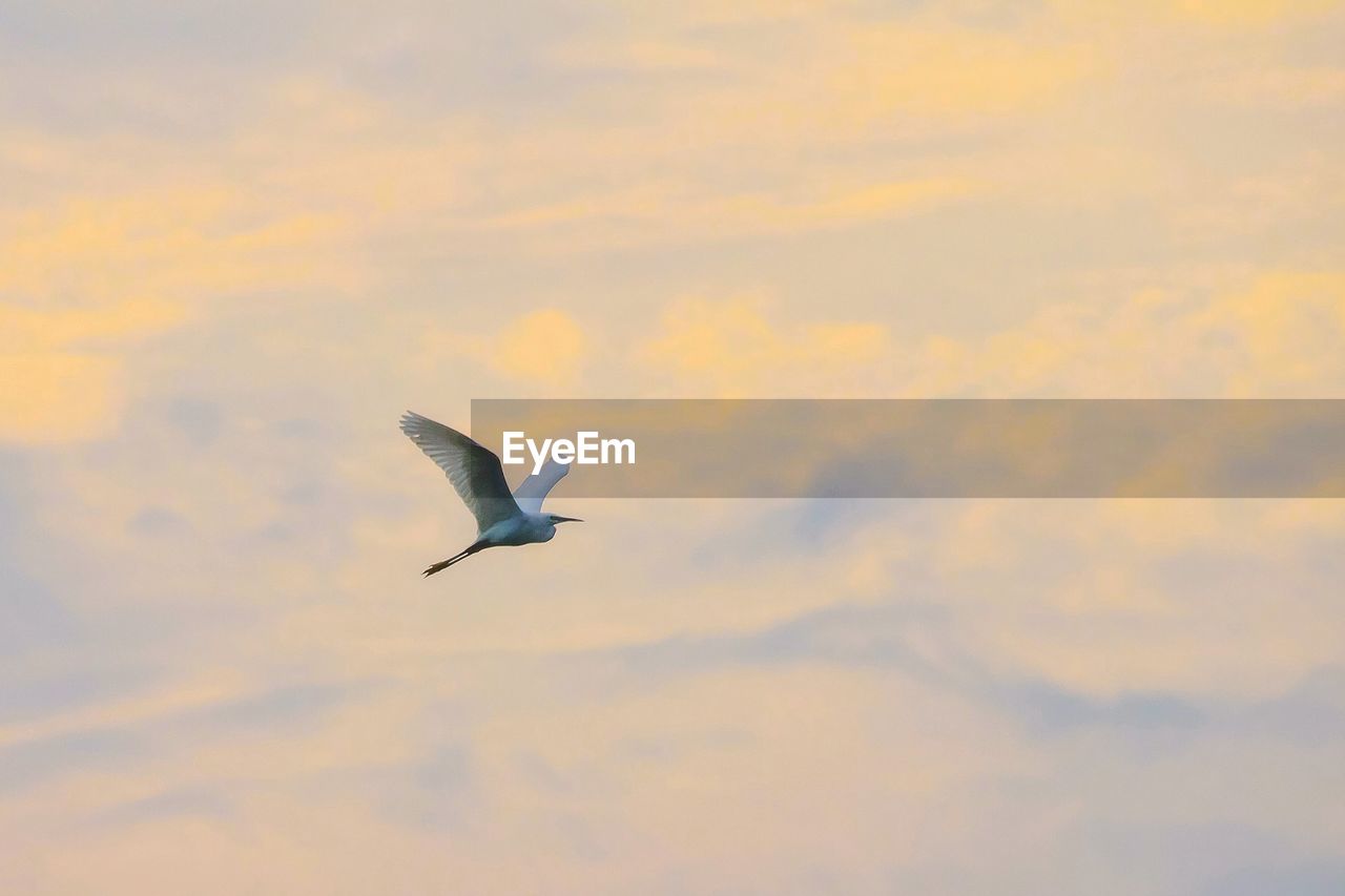 LOW ANGLE VIEW OF SEAGULL FLYING AGAINST SKY