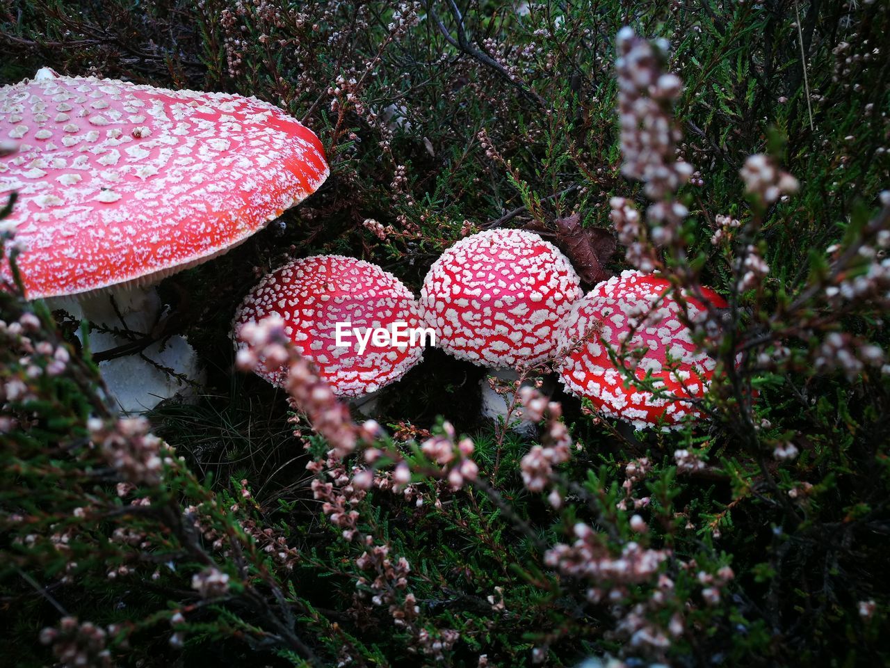 Mushrooms growing on field at forest