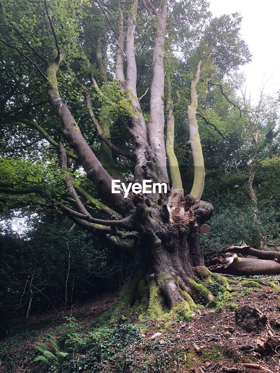 VIEW OF TREE ROOTS