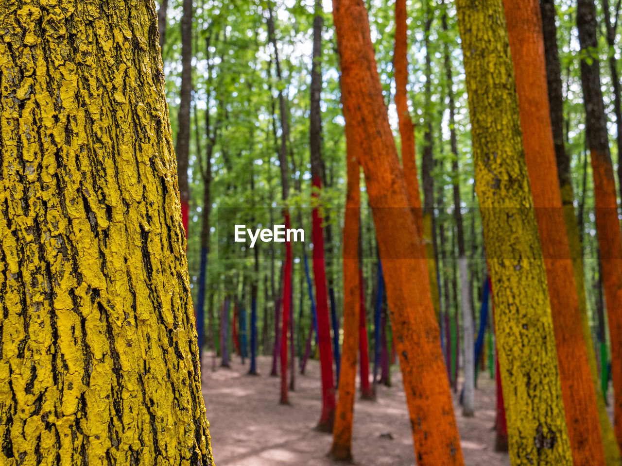 PANORAMIC VIEW OF TREES IN FOREST