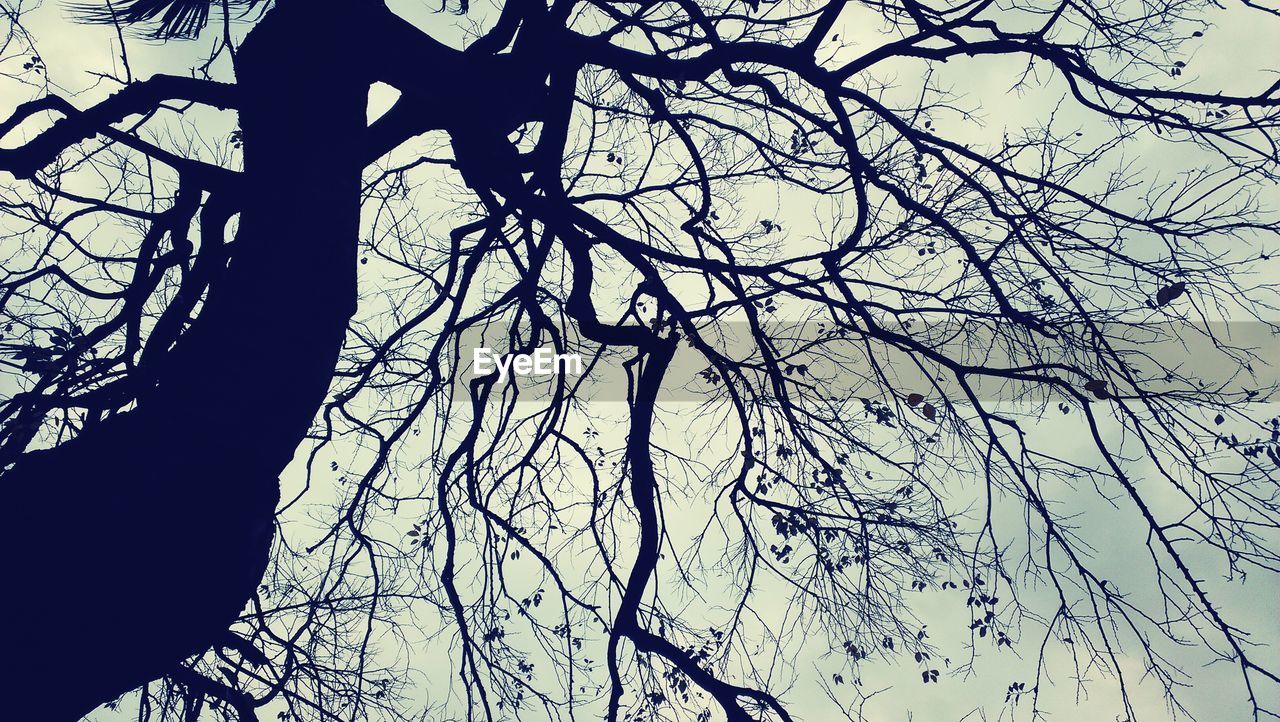 Bare tree silhouetted against sky