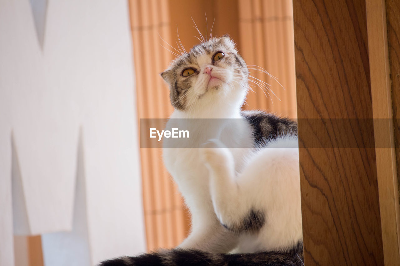 Cat looking away while sitting on wood