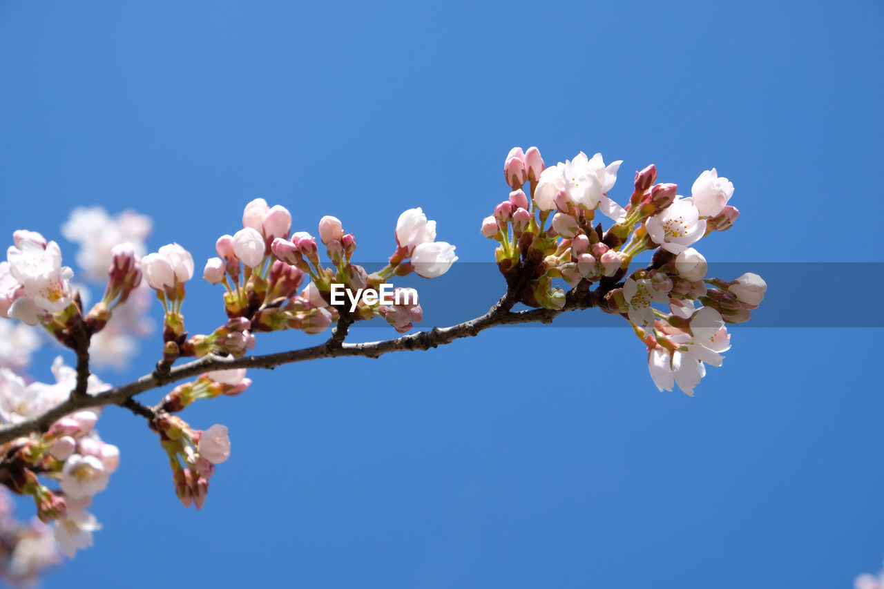 plant, flower, flowering plant, blossom, springtime, beauty in nature, freshness, fragility, blue, growth, sky, nature, tree, branch, spring, clear sky, pink, no people, cherry blossom, flower head, low angle view, petal, macro photography, close-up, day, inflorescence, outdoors, white, fruit tree, almond tree, produce, sunny, botany, twig, sunlight, copy space, bud, apple tree, fruit