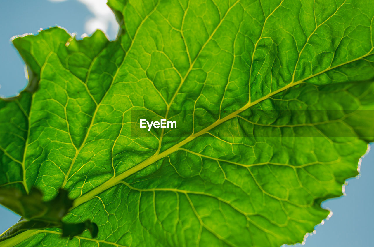 Close-up of green leave of sugar beet