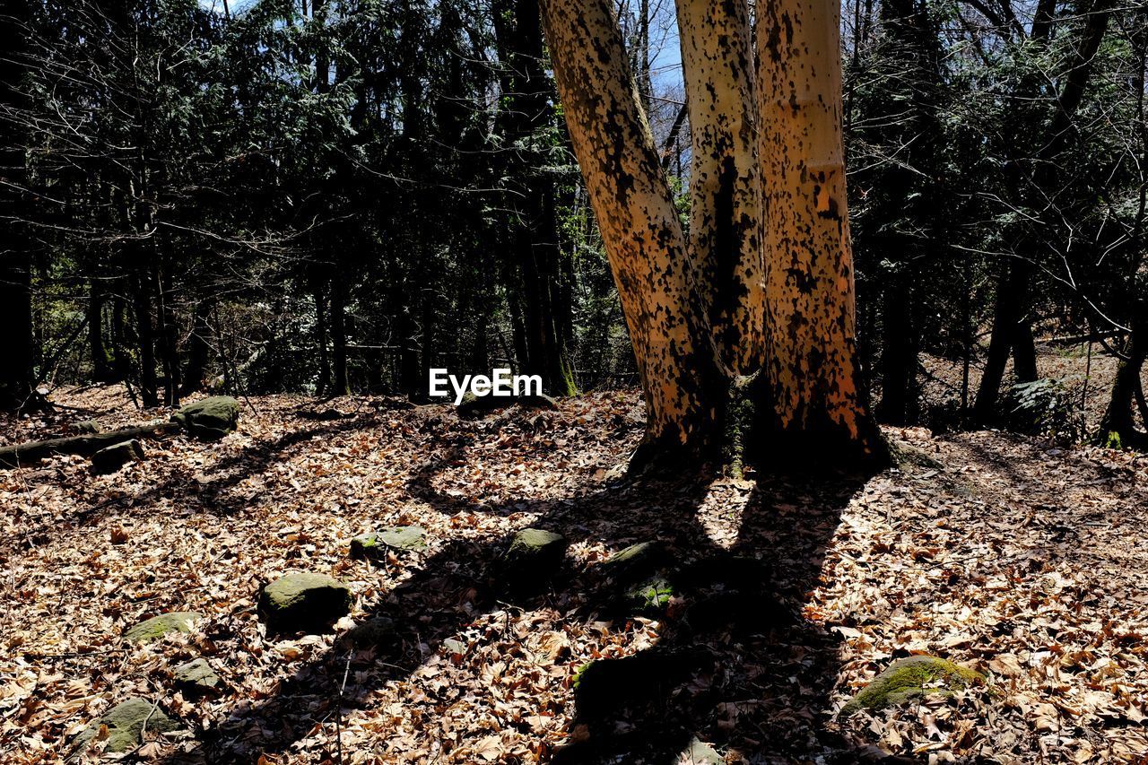 VIEW OF TREES IN FOREST