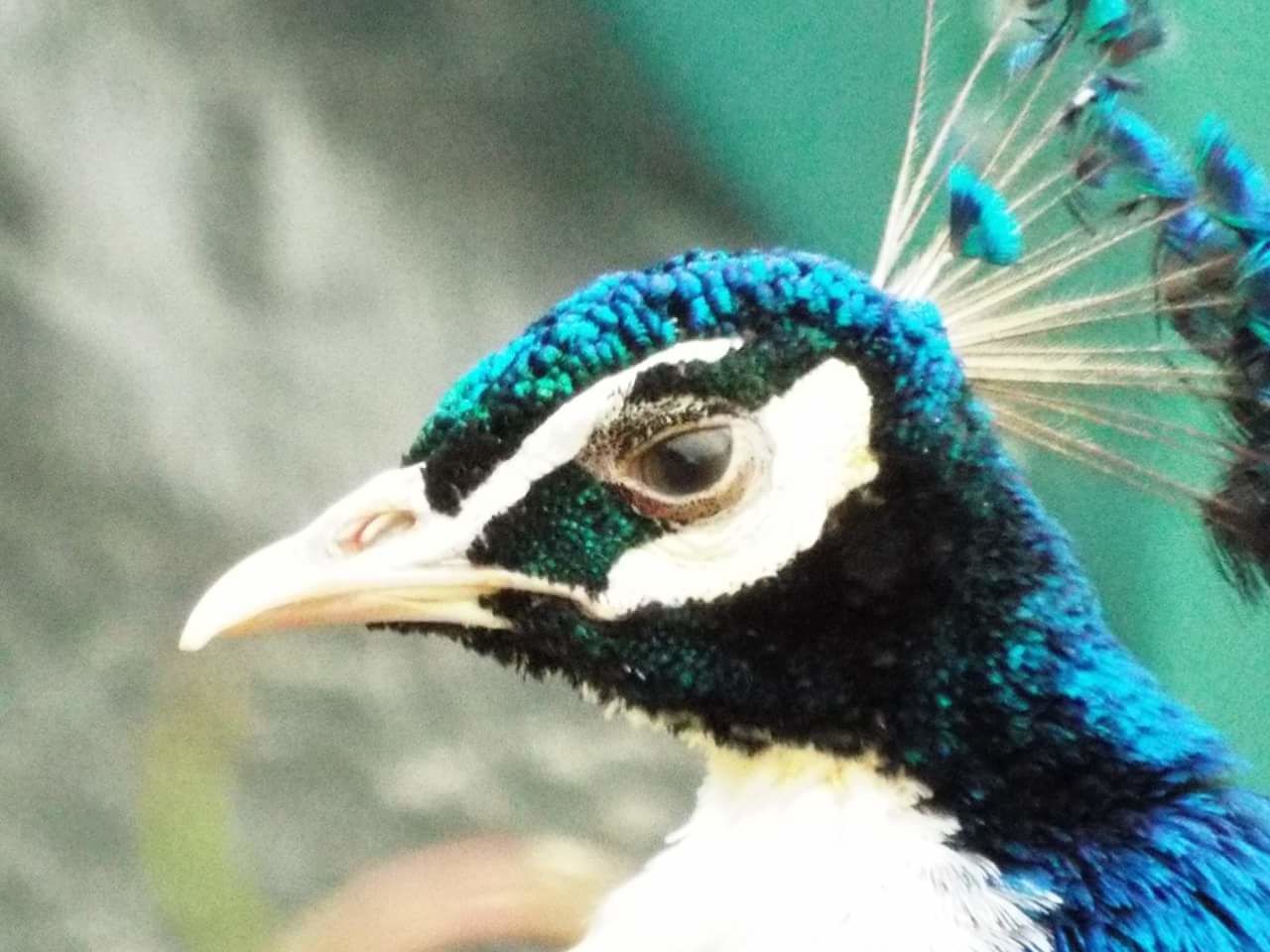 CLOSE-UP OF PEACOCK WITH BLUE EYES