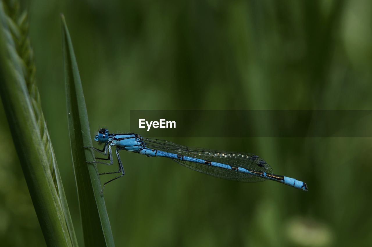 CLOSE-UP OF GRASSHOPPER