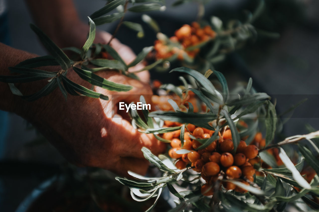 midsection of woman picking fruit