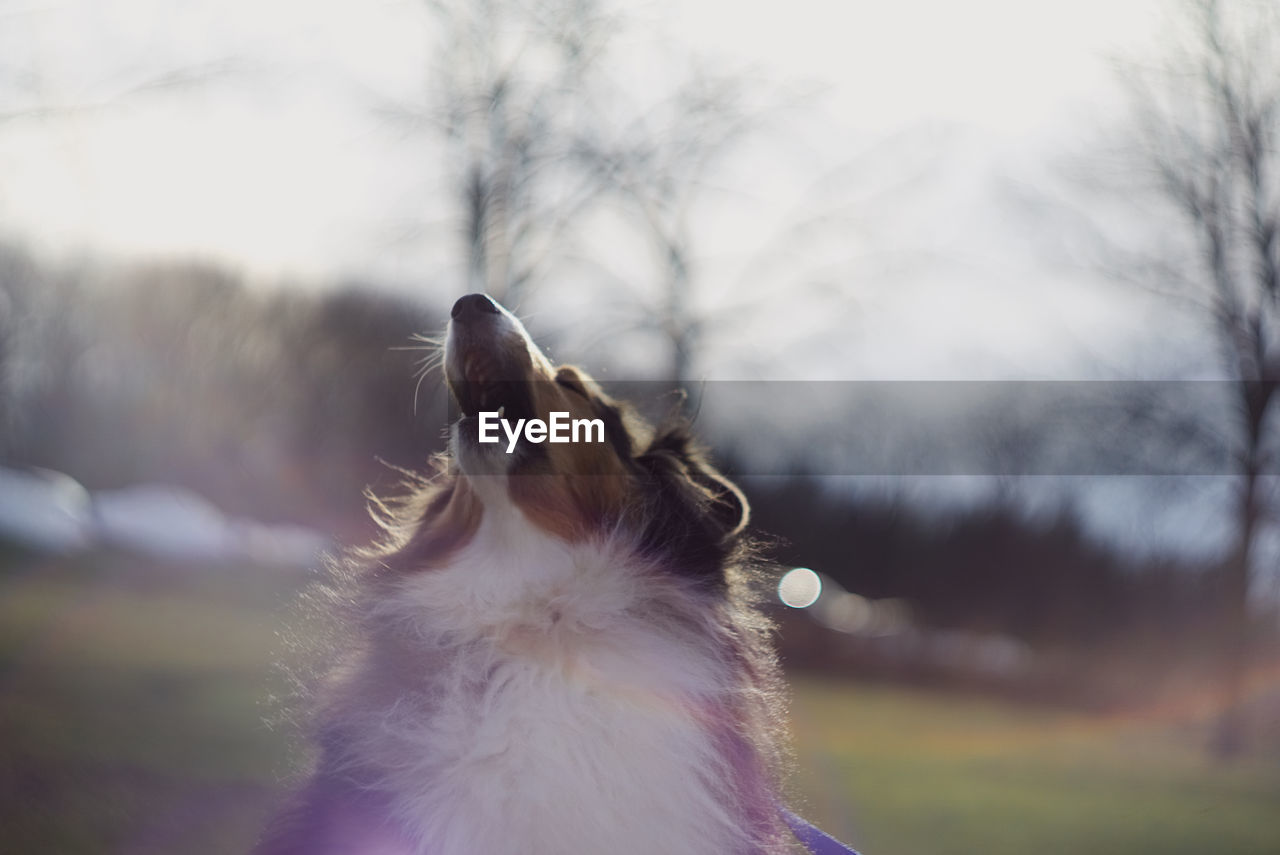 Shetland sheepdog howling on field