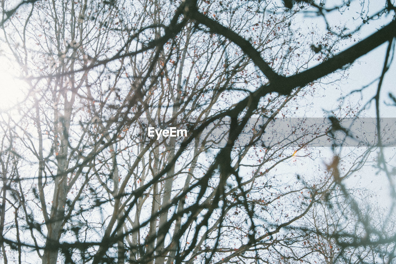 LOW ANGLE VIEW OF BARE TREES IN FOREST